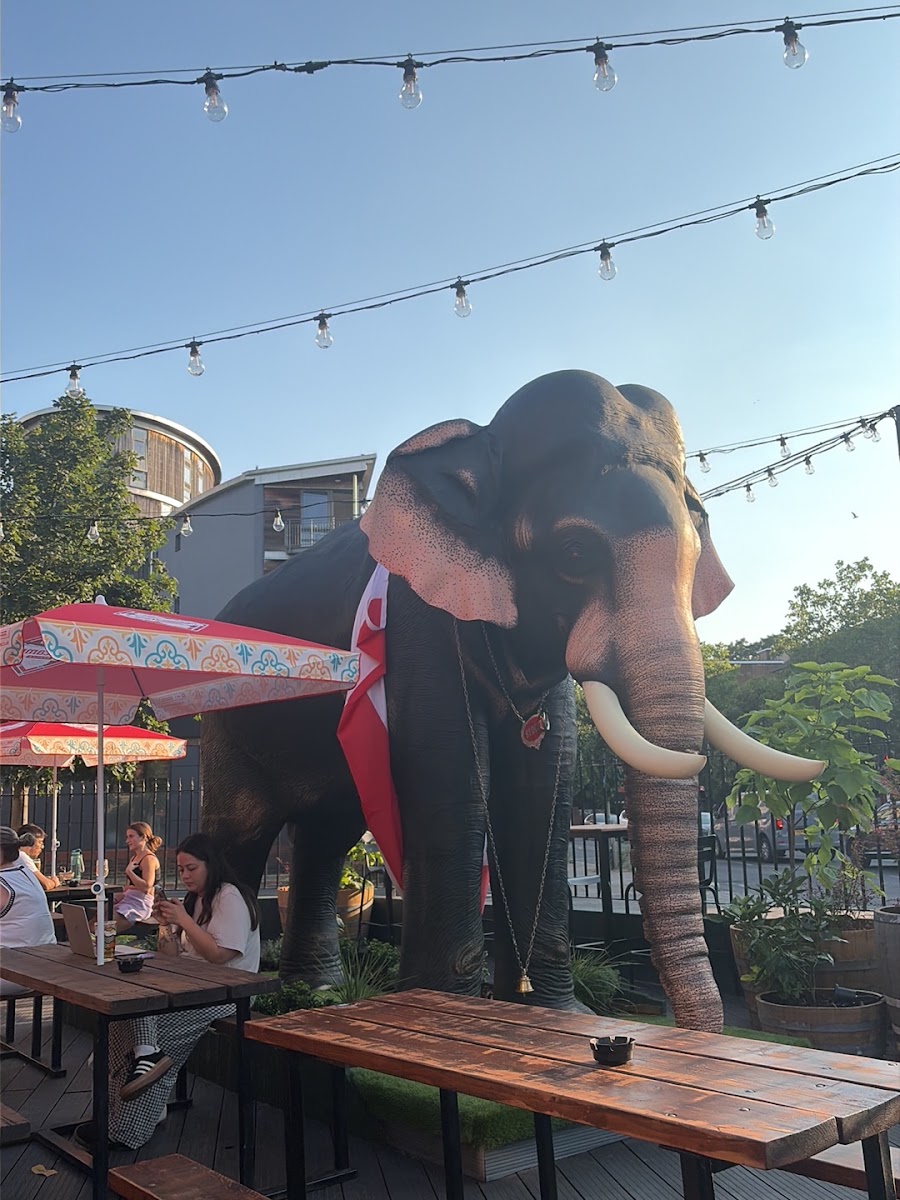 Elephant and Barrel - Stockwell, photo 4